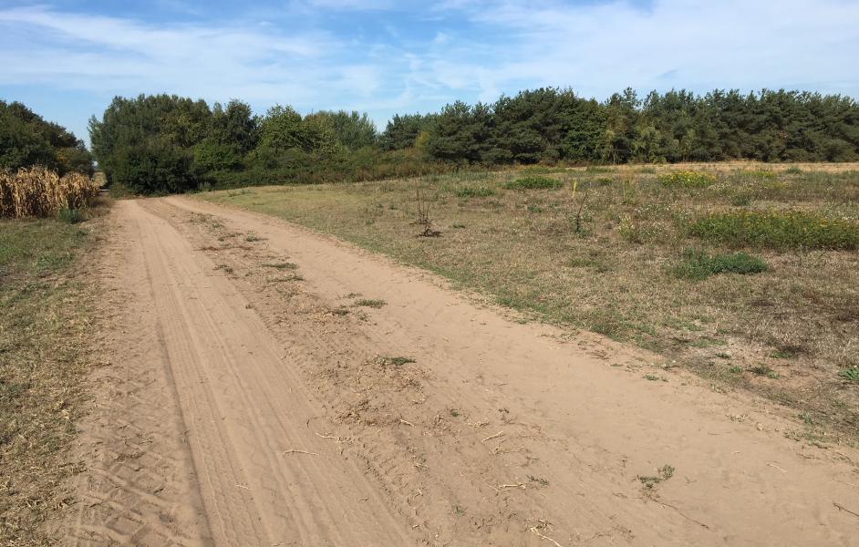 Sandiger Weg vor dem Mernzelberg